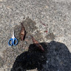 初夏の癒しのがっしー