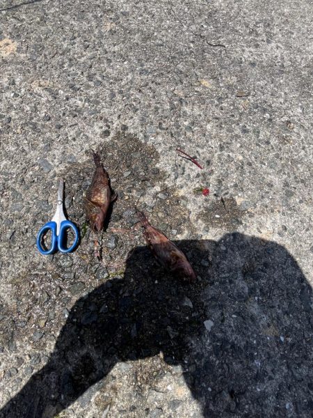 初夏の癒しのがっしー