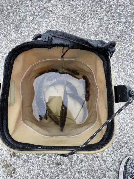 久しぶりのアジ