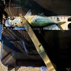 久々のアジング