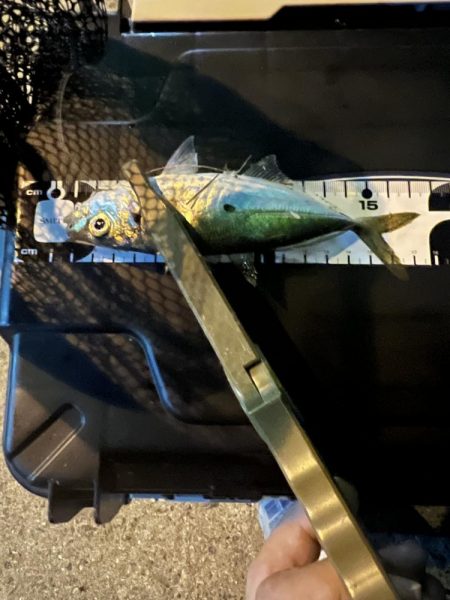 久々のアジング