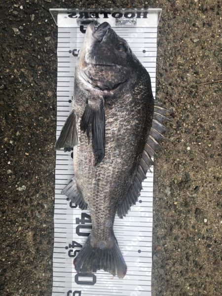 イチノ兄弟、釣果！