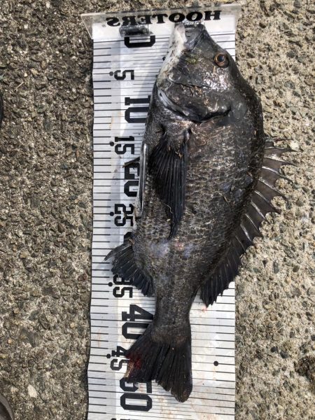 イチノ兄弟、釣果!