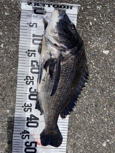 イチノ兄弟、釣果!