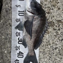 イチノ兄弟、釣果!