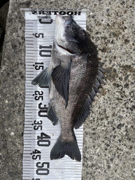 イチノ兄弟、釣果!