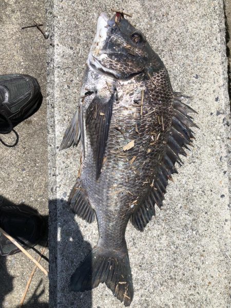 イチノ兄弟、釣果！