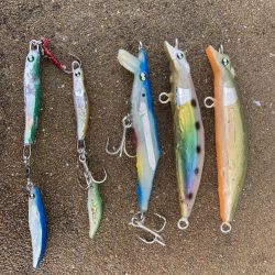 磯ヒラスズキ釣行