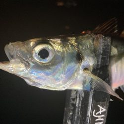 アジングイベント06