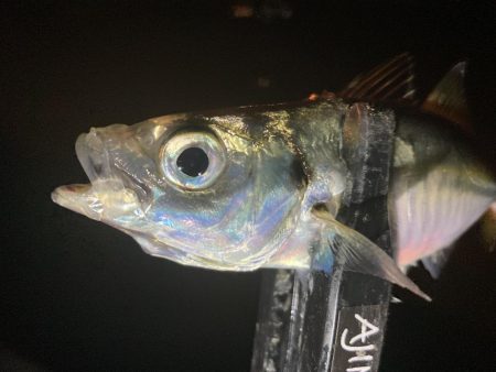 アジングイベント06