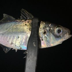 アジングイベント09