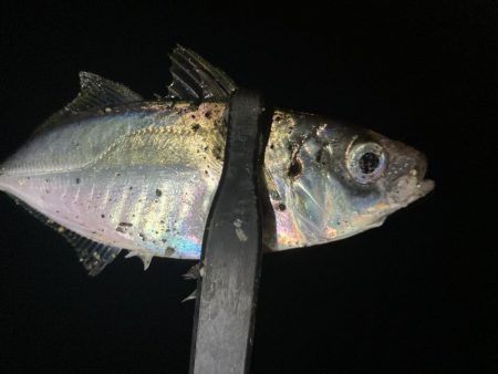 アジングイベント09