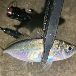 アジングイベント11