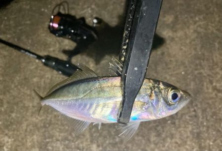 アジングイベント11