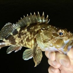 アジングイベント12