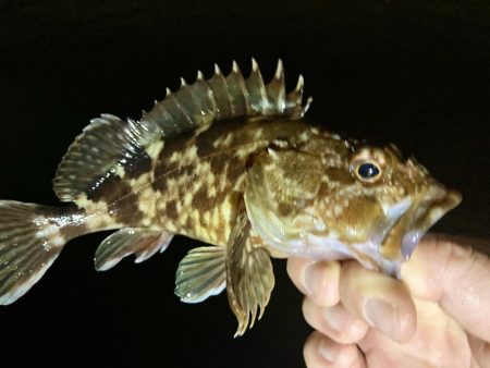 アジングイベント12