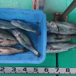 泉州丸　釣果