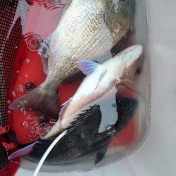 和歌山勝浦(清丸渡船)でグレ釣りトーナメント