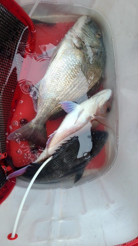 和歌山勝浦(清丸渡船)でグレ釣りトーナメント