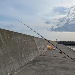 イシガレイ上がる！！噴火湾カレイがピーク！！