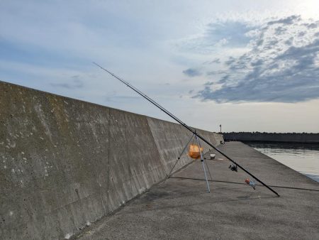 イシガレイ上がる！！噴火湾カレイがピーク！！