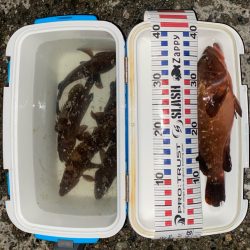 40cmと良型のキジハタ爆釣