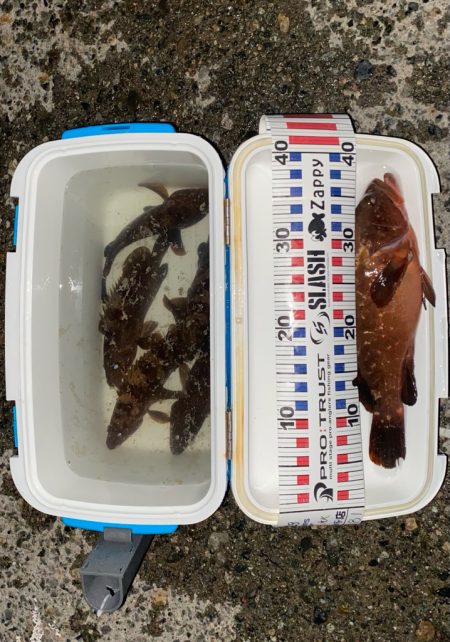 40cmと良型のキジハタ爆釣