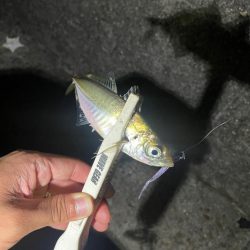 旧密林に潜む巨大蟹！