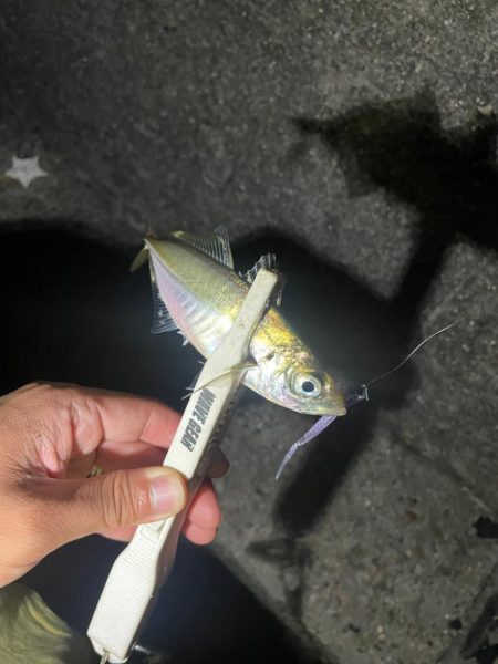 旧密林に潜む巨大蟹！