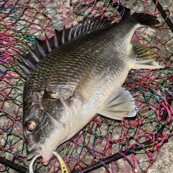 ヘチってきました