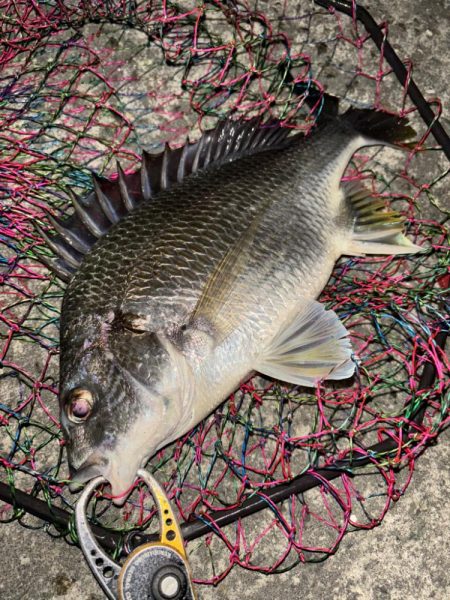 ヘチってきました