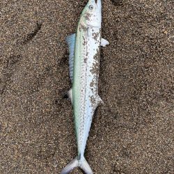 春のサーフ調査