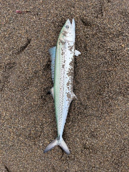 春のサーフ調査