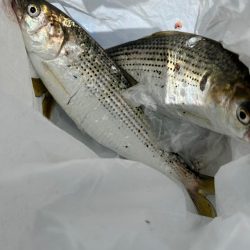 キス釣り、アジ、イワシ五目釣り