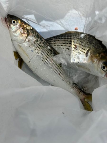 キス釣り、アジ、イワシ五目釣り