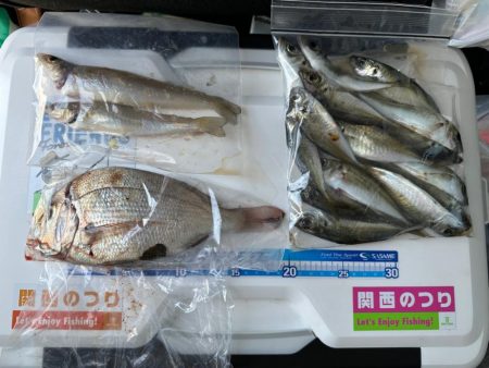 キス、アジ釣り、五目釣り