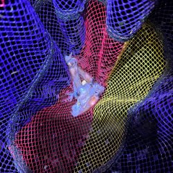 ミドル？ライトゲームでキジハタを