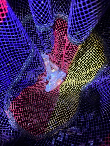 ミドル？ライトゲームでキジハタを