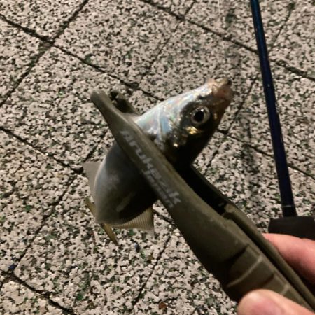 風つよめなアジング