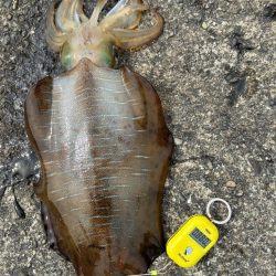 アオリイカ 計6.4kg