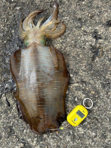 アオリイカ 計6.4kg