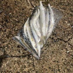 良型アジと爆釣カマス