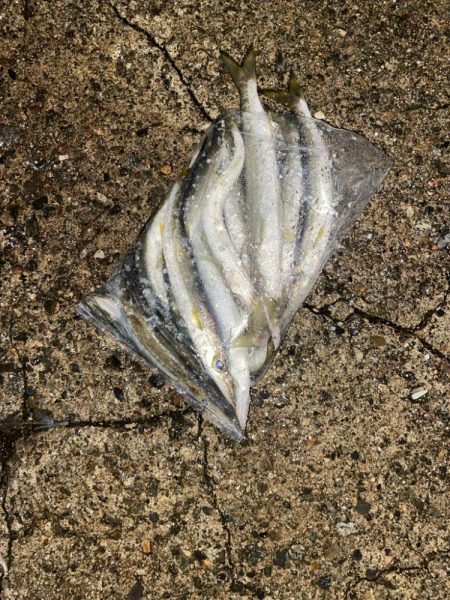 良型アジと爆釣カマス