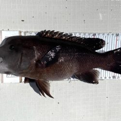 フルコンタクト　チヌ落とし込み　チニング