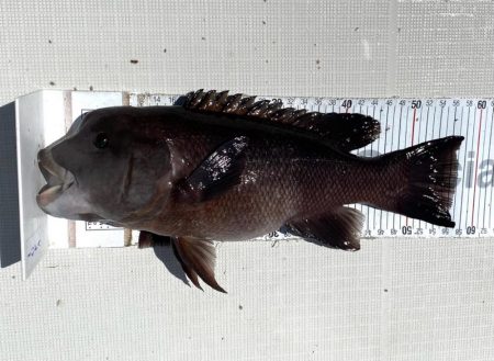 フルコンタクト　チヌ落とし込み　チニング