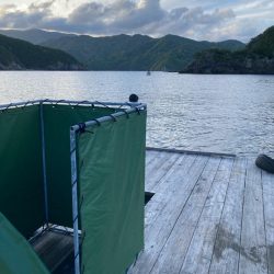 ヤエン釣り初キロover2杯良型2杯