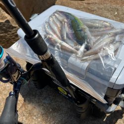 まだ少し早いキス釣り