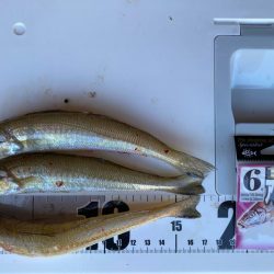 激シブ東二見釣行⤵︎