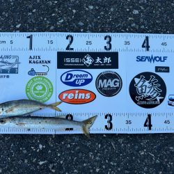 連休2日目の朝アジング