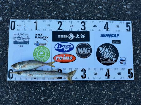 連休2日目の朝アジング